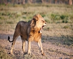 Pourquoi le lion est considéré comme le roi des animaux ? | France Inter